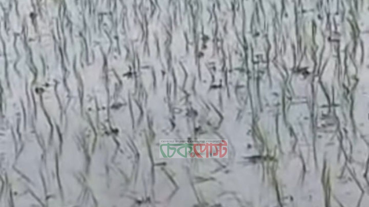 ভূরুঙ্গামারীতে কৃষকের আমন ধানের চারা নষ্ট, থানায় অভিযোগ