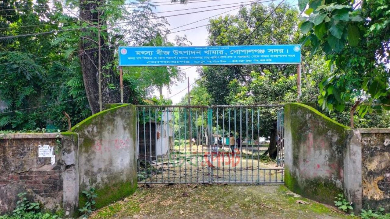 গোপালগঞ্জ সরকারি মৎস্যবীজ খামারে শতভাগ উৎপাদন, আয় ৭.৯ লাখ টাকা