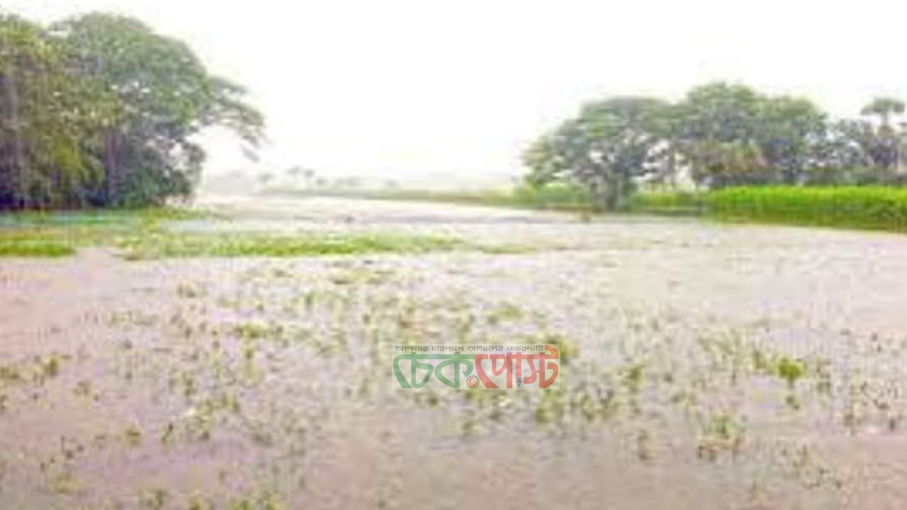 অতি বৃষ্টিতে খুলনার চার জেলায় আট হাজার কৃষক ক্ষতিগ্রস্ত