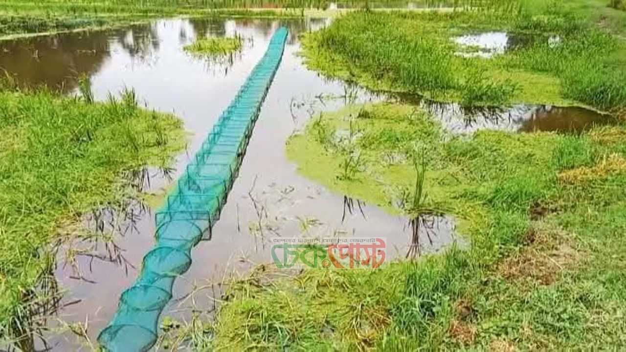 নিষিদ্ধ চায়না দুয়ারী জালে সয়লাব নলছিটির বিভিন্ন খাল বিল