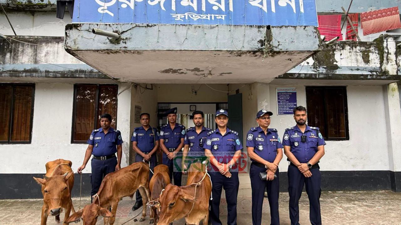 ভূরুঙ্গামারীতে নদীপথে গরু পাচার, ৪ ভারতীয় গরুসহ আটক ৫