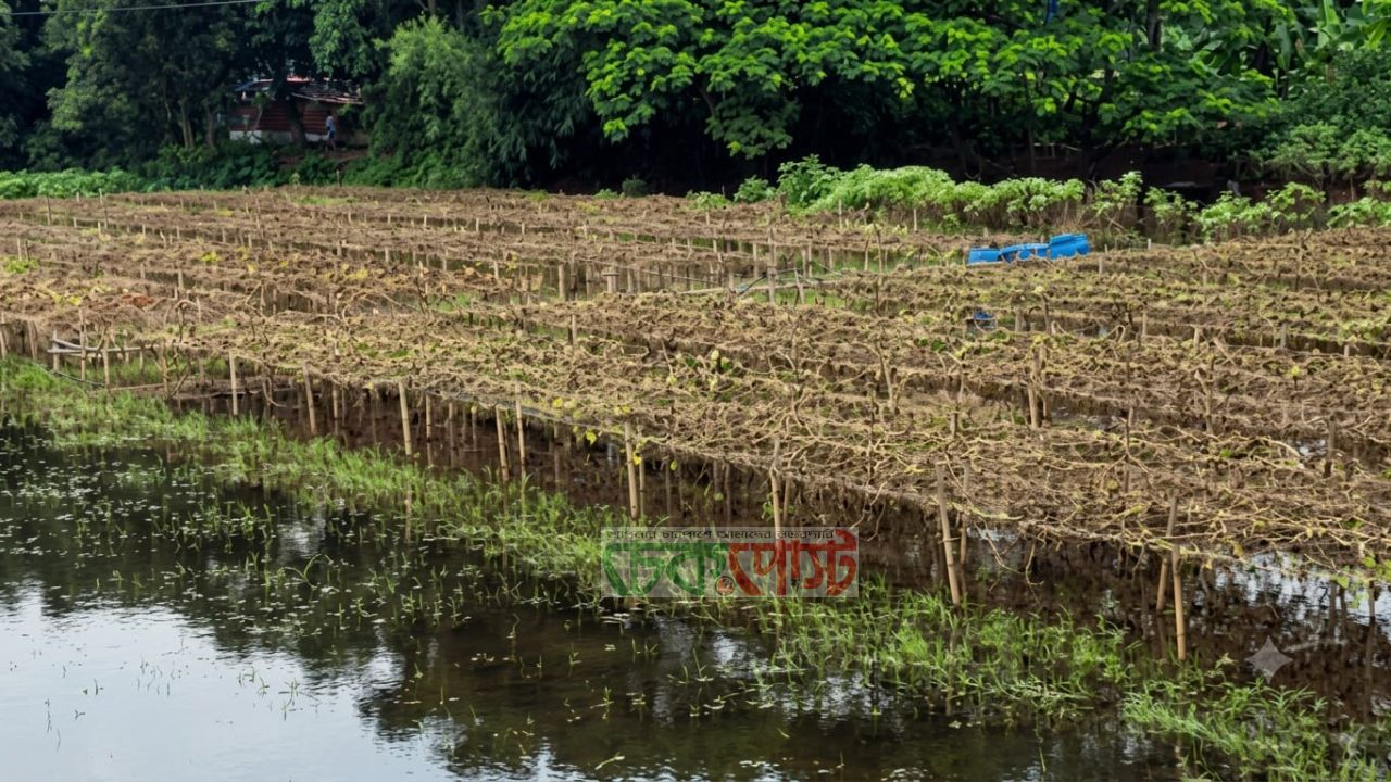 টুঙ্গিপাড়ায় টানা বৃষ্টিতে নষ্ট হচ্ছে শীতকালীন সবজি, দুশ্চিন্তায় কৃষক