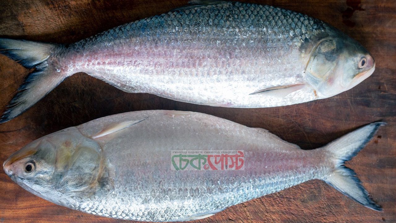 এক ভুলেই নষ্ট হতে পারে ইলিশের আসল স্বাদ