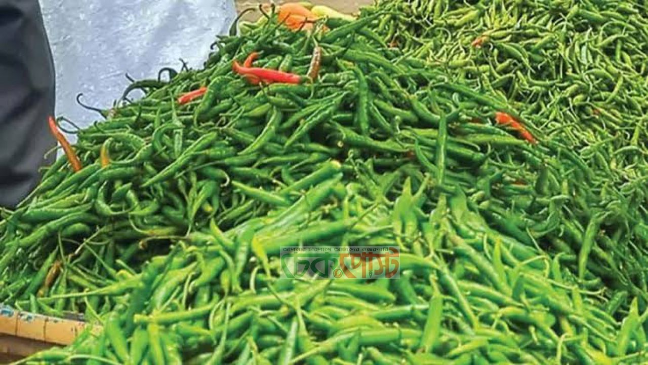 বৃষ্টির আঘাতে মরিচের খেত নষ্ট, খানসামায় কেজি ২৮০ টাকা