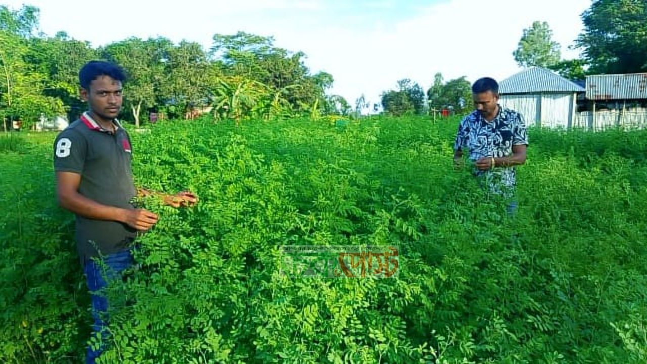 গঙ্গাচড়ায় যে নীল ছিল অভিশাপ, আজ সেই নীলেই কৃষকের স্বপ্ন