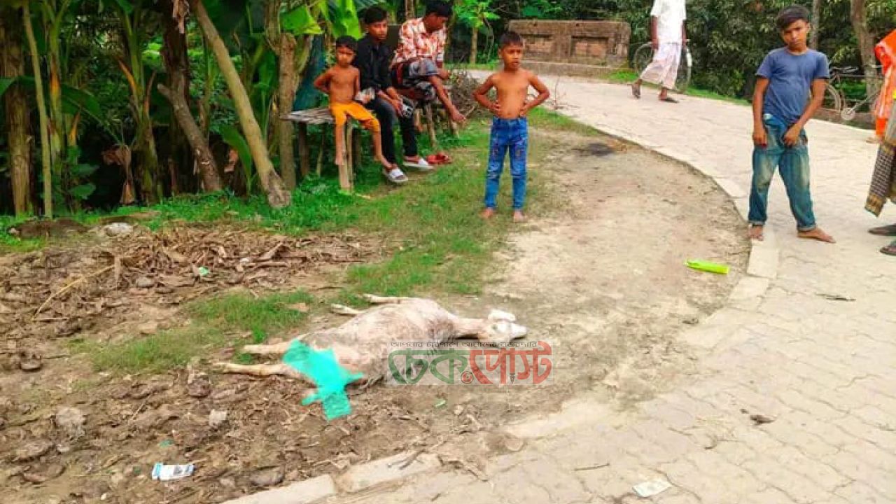 ভোলাহাটে হিংস্র কুকুরের তাণ্ডব, ছাগল-ভেড়া হারিয়ে নিঃস্ব গ্রামবাসী