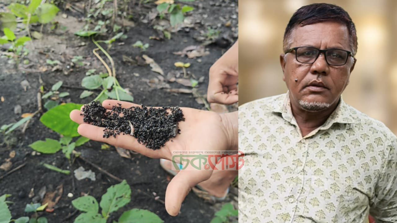 টুঙ্গিপাড়ায় বাড়ির পেছনে সরকারি পাটবীজ, তদন্তে কৃষি বিভাগ