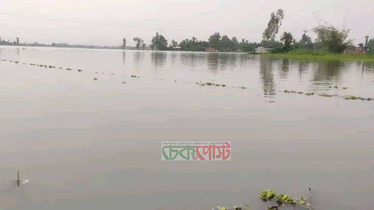 জয়পুরহাট-বগুড়ায় ভারী বৃষ্টিতে পানির নিচে ১ হাজার হেক্টর আমন ধান
