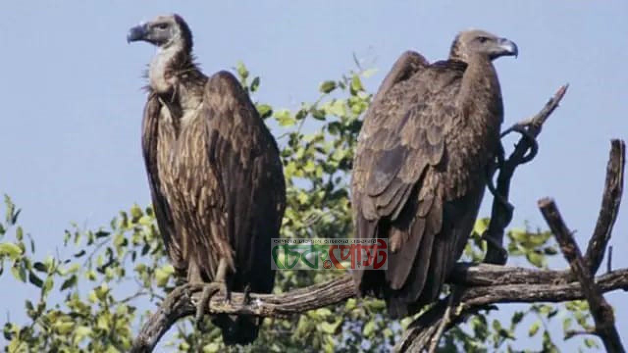 বাংলাদেশে বিলুপ্তির পথে শকুন, দায়ী ডাইক্লোফেনাক ও আবাসস্থল সংকট