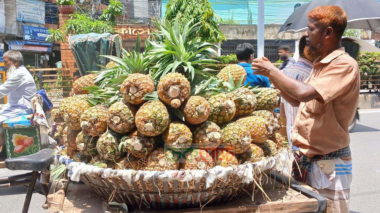 রাজশাহীর বাজারে মধুপুরের মিষ্টি আনারস, প্রতি পিস ৭০ টাকা