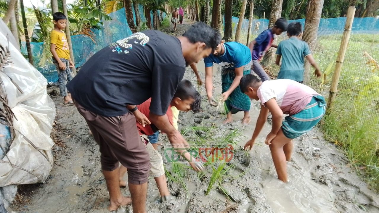 কমলনগরে বেহাল সড়কে ধান রোপণ, এলাকাবাসীর অভিনব প্রতিবাদ