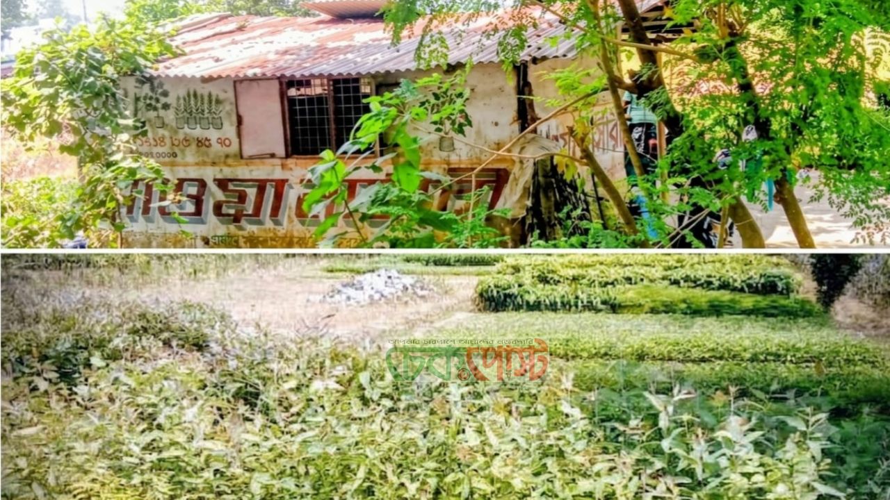 ধামইরহাটে নিষিদ্ধ চারা বিক্রয় মাওয়া নার্সারিতে এবং সাংবাদিকদের মেরে ফেলার হুমকি