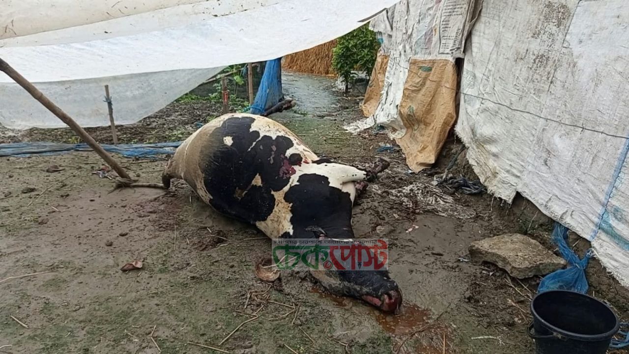 টুঙ্গিপাড়া  আগুনে শেষ কৃষকের স্বপ্ন, পুড়ে মারা গেল ৫ দুধের গাভী