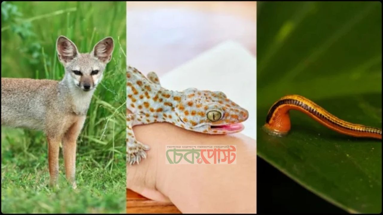 শিয়ালের মাংস, তক্ষক, জোঁকের তেল সত্যিই কি রোগ সারায়?