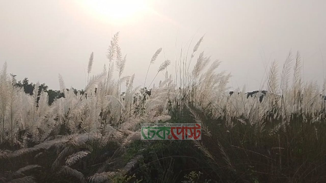 দপদপিয়ার ছোট ব্রিজে কাশফুলের মায়াবী রাজ্য, ভিড় প্রকৃতিপ্রেমীদের