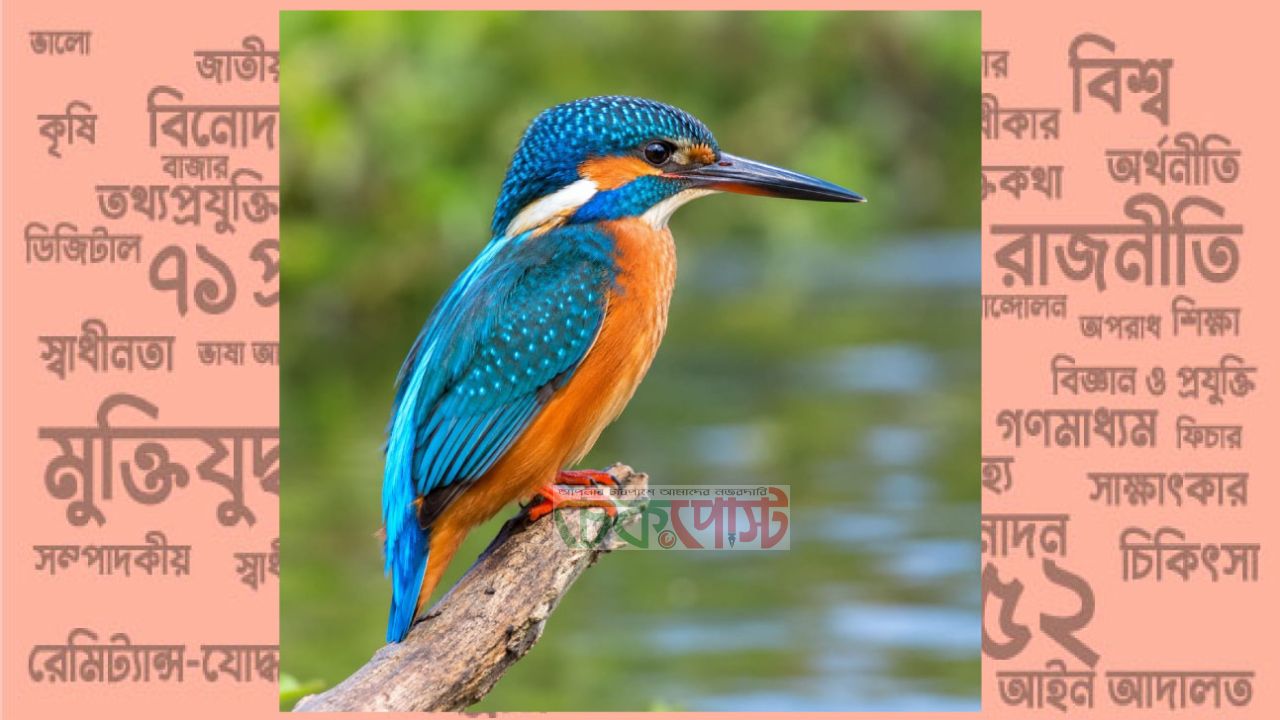 প্রকৃতির রঙিন শিকারি মাছরাঙা, জলাশয় ও পরিবেশের ভারসাম্য রক্ষায় গুরুত্বপূর্ণ ভূমিকা