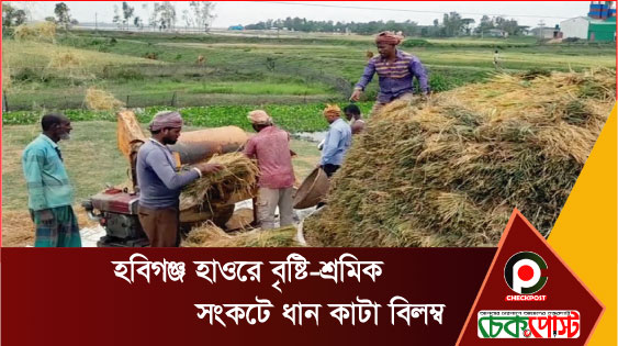 হবিগঞ্জ হাওরে বৃষ্টি-শ্রমিক সংকটে ধান কাটা বিলম্ব,